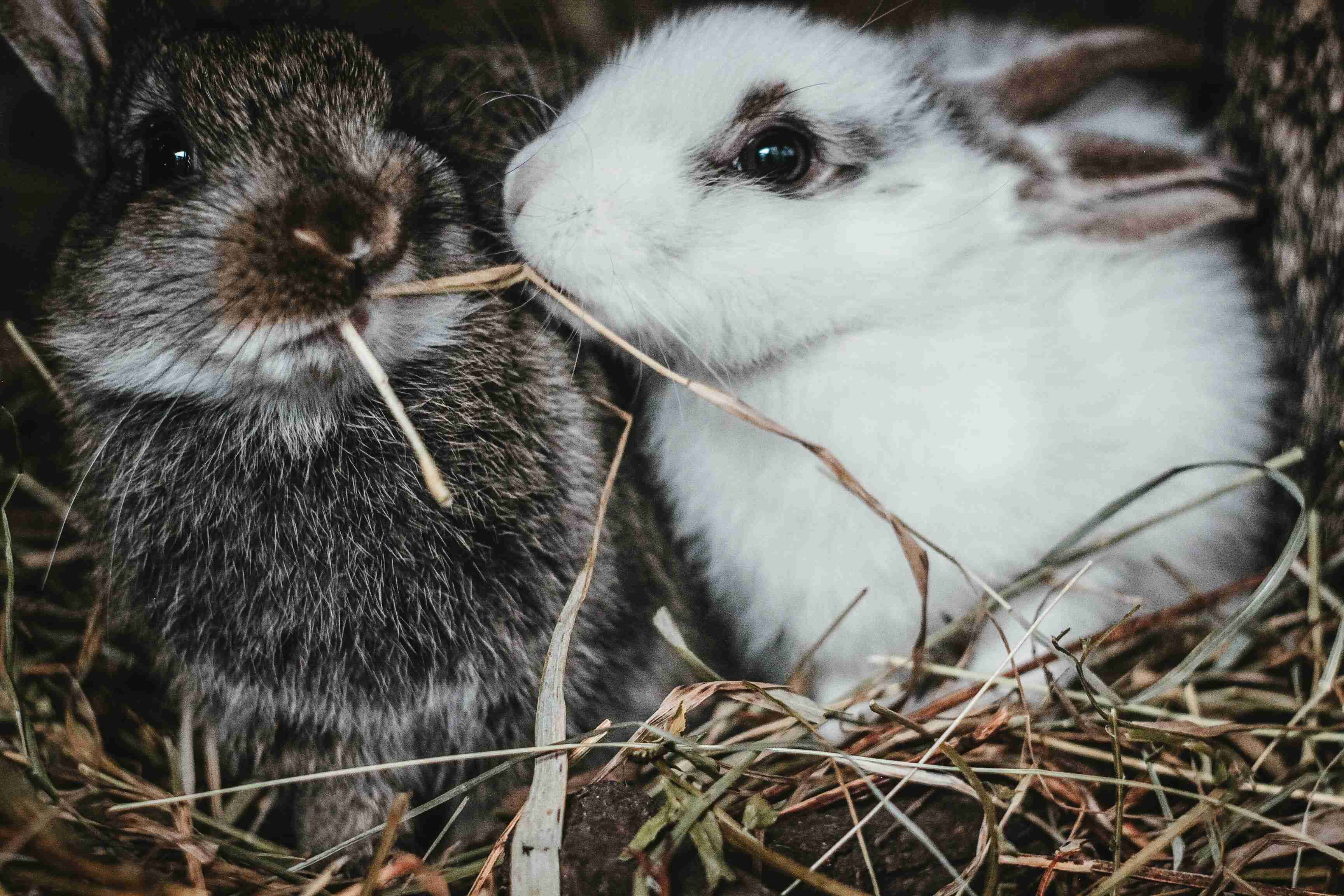 5 Tips to Prevent Hairballs and Digestive Issues in Rabbits